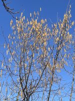 IMG_9327.jpeg