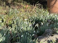 IMG_9329.jpeg