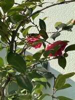 IMG_9330.jpeg