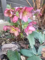20250215_151446.webp
