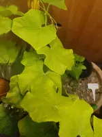20250215_220225.webp