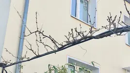 Wisteria*2019-03.jpg Wisteria*2019-03.jpg