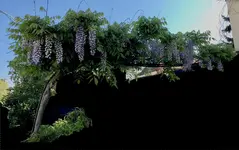 Wisteria*2020-04*01.jpg Wisteria*2020-04*01.jpg