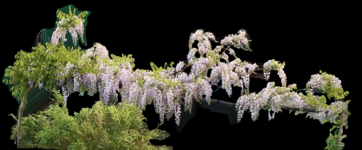 Wisteria 3-Eich_2019-04*beschnitten*sz.png