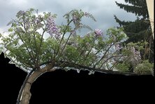 Wisteria 3-Eich_2020-04.jpg