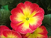 C020.webp