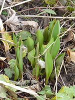 P1060954Tulpen.JPG