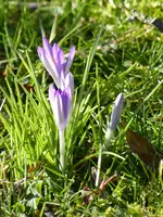 P1060972Krokus.webp