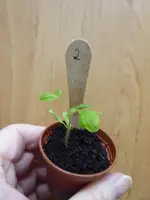 P1060984Gelbe Chinesische Coctailtomate.webp