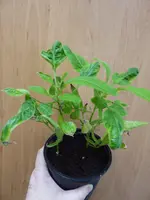 P1060987Pepino.webp
