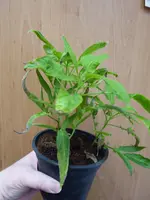 P1060988Pepino.webp