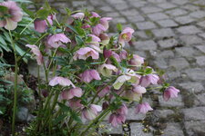Frühling       1124.JPG