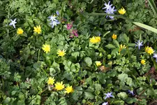 Frühling       1624.webp