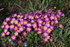 Frühling       1924.webp
