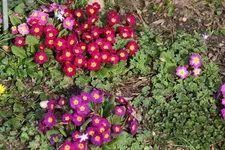 Frühling       2024.webp