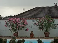 Fotos vom Garten 18.7.2015 019.webp