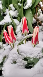 IMG_20200325_114955059_HDR.webp