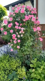 IMG_20190613_171444448_HDR.webp
