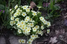 Frühling       2424.webp