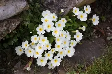 Frühling       2524.webp