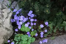 Frühling       3024.webp