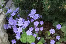 Frühling       3224.webp