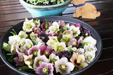 Frühling       3324.webp
