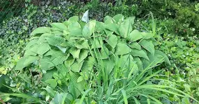 Hosta 5.webp
