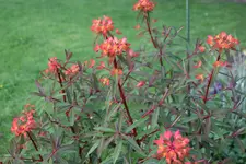 Mai     0224.webp