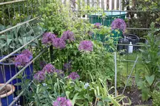 Mai     0624.webp