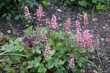 Mai     0724.webp