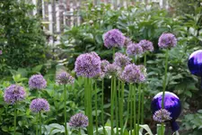 Mai     0924.webp