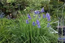 Mai     1424.webp