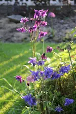 Mai     1624.webp