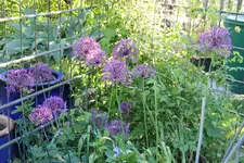 Mai     1724.webp