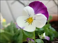 c038.webp