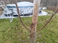 Foto Kirsche.webp Foto Kirsche.webp