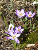 P1060994Krokus.JPG