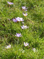 P1060998Krokus.JPG