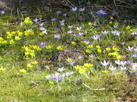 P1070046Winterling und Krokus.JPG