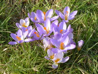 P1070049Krokus.JPG