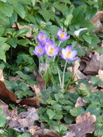 P1070061Krokus.JPG