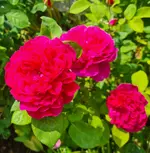 20250222_010916.webp