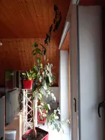 DSCN6066.webp