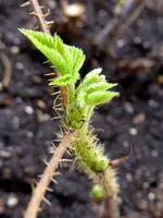 Himbeere.webp