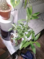 20250222_182150.webp