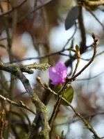P1070025Dahurische Azalee.webp