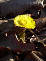 P1070060Huflattich.webp