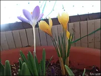 c041.webp