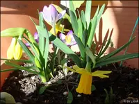 c043.webp